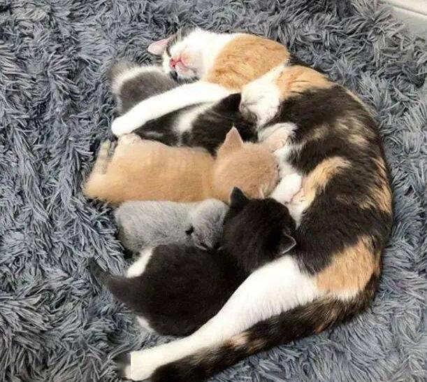 路边捡到银色小猫,有人说是只小狐狸,没想到,它长大后更奇特了 路边捡到银色小猫,有人说是只小狐狸,没想到,它长大后更奇特了
