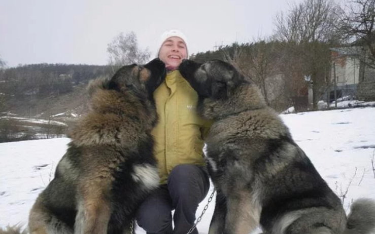 世界上最大的10种狗狗，有长得跟熊一样壮的，有比马还高的