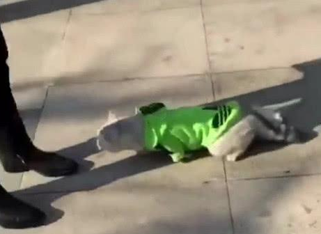猫咪外出有点怂,看见主人就抱大腿。猫:两个选择,抱我!回家!