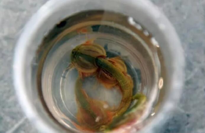 生存超3亿年,逃过三次生物大灭绝,25年滞孕期,今成人类宠物 生存超3亿年,逃过三次生物大灭绝,25年滞孕期,今成人类宠物