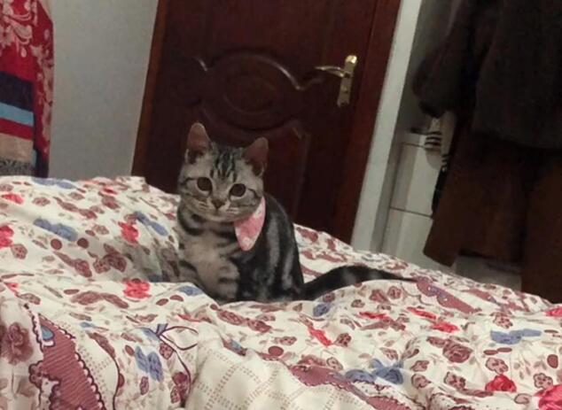 主人在家粘箱子,让猫咪咬断胶带,猫:我为这个家付出太多…… 主人在家粘箱子,让猫咪咬断胶带,猫:我为这个家付出太多……