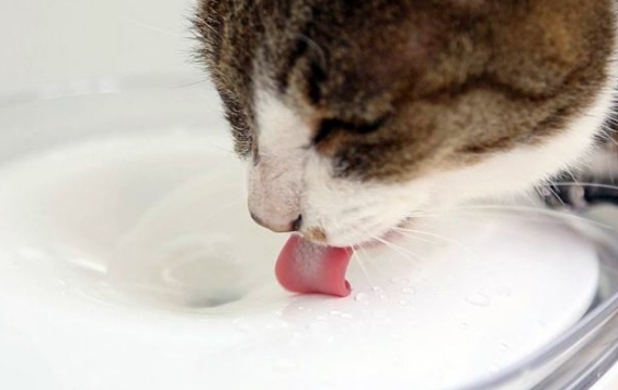 猫咪不爱喝水怎么办？掌握这些方法就可以啦~