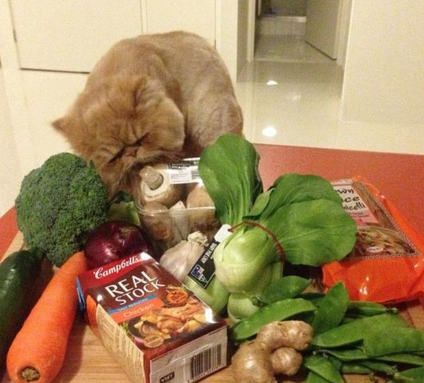 猫咪招牌姿势图片 | 网上一只新秀猫咪诞生了