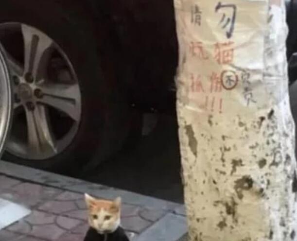 猫咪被拴在树下，女孩上前解救，看到纸条默默离开了