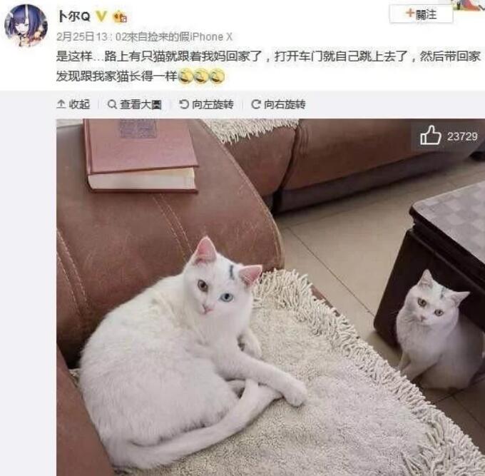 缘分来了挡不住,跟着妈妈回家的猫咪居然和家中的猫咪长得一样