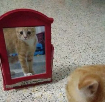主人买了一个镜子,猫咪路过时的反应过于有趣:你是哪位 主人买了一个镜子,猫咪路过时的反应过于有趣:你是哪位