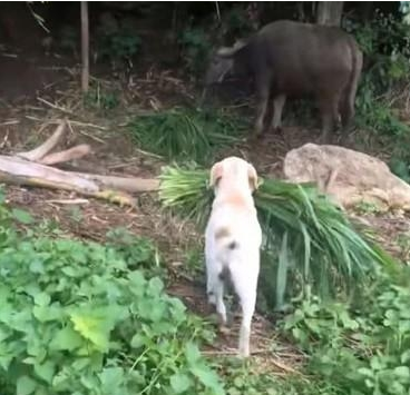 主人没时间去喂牛，狗狗就默默承担了任务，看到这幕主人被暖哭