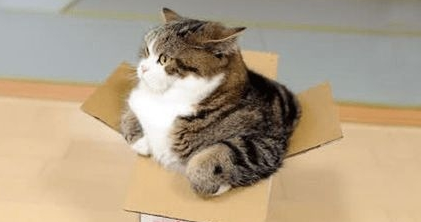 资深猫奴的几项特征,看看你中了几条?猫咪:还不快来伺候本宫!