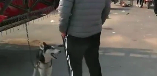 哈士奇拆家犯二,被主人牵去狗市贩卖,二哈站在主人跟前满眼深情 哈士奇拆家犯二,被主人牵去狗市贩卖,二哈站在主人跟前满眼深情