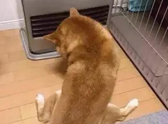 下班回家，看到柴犬坐在电暖器前，销魂姿势让主人笑的胃疼
