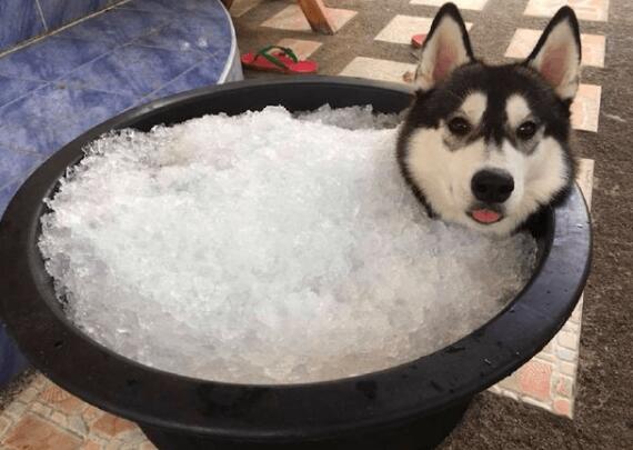 为给雪橇犬降温，主人给它准备了一大缸冰块，狗：仿佛回到了老家