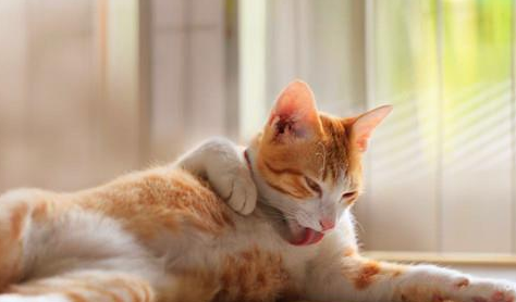 猫咪也会“发烧”你知道吗？当猫主子有这几种症状，主人不可忽视