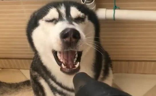 在所有的宠物狗狗之中,二哈哈士奇绝对是个出类拔萃的异类。二哈啥技能也不会,而且长的也不帅。但是二哈却用自己贱兮兮的表情,吸引了无数铲屎官的青睐。当然,二哈还是声名赫赫的拆家小能手! 这位铲屎官给二哈洗了个澡,本来燥热无比的二哈,瞬间变的爽歪歪。等铲屎官拿着吹风机给二哈吹风的时候,二哈已经嗨了起来。二哈先是仰着狗脖子,眯着眼睛。 二哈像是看见了自己的梦中情人,美滋滋的表情要多销魂就有多销魂。接着主人把吹风机,一转对准了二哈厚厚的大嘴唇,二哈立马龇牙咧嘴的笑了。 这酸爽的表情,开心的像个二百斤的大胖子,吃了一份肯德基全家桶,又喝了一大瓶可乐,要多舒服就有多舒服。网友看到二哈的表现,纷纷感慨留言:二哈啊二哈,你简直就是个移动表情包,二哈你还能更风骚一点吗? 在所有的宠物狗狗之中,二哈哈士奇绝对是个出类拔萃的异类。二哈啥技能也不会,而且长的也不帅。但是二哈却用自己贱兮兮的表情,吸引了无数铲屎官的青睐。当然,二哈还是声名赫赫的拆家小能手! 这位铲屎官给二哈洗了个澡,本来燥热无比的二哈,瞬间变的爽歪歪。等铲屎官拿着吹风机给二哈吹风的时候,二哈已经嗨了起来。二哈先是仰着狗脖子,眯着眼睛。 二哈像是看见了自己的梦中情人,美滋滋的表情要多销魂就有多销魂。接着主人把吹风机,一转对准了二哈厚厚的大嘴唇,二哈立马龇牙咧嘴的笑了。 这酸爽的表情,开心的像个二百斤的大胖子,吃了一份肯德基全家桶,又喝了一大瓶可乐,要多舒服就有多舒服。网友看到二哈的表现,纷纷感慨留言:二哈啊二哈,你简直就是个移动表情包,二哈你还能更风骚一点吗?