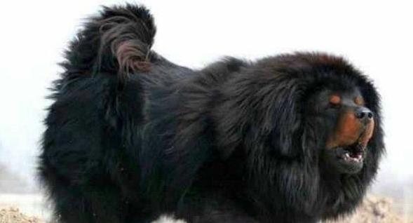 藏獒和猞猁进行殊死搏斗,猞猁可以坚持多久? 藏獒和猞猁进行殊死搏斗,猞猁可以坚持多久?