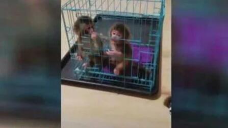 女子网络直播养猕猴 猴子牵出大案