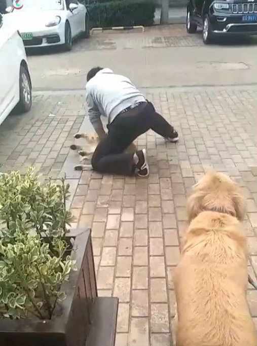 人民广场能带狗吗 | 可恨！2天内连死多只！