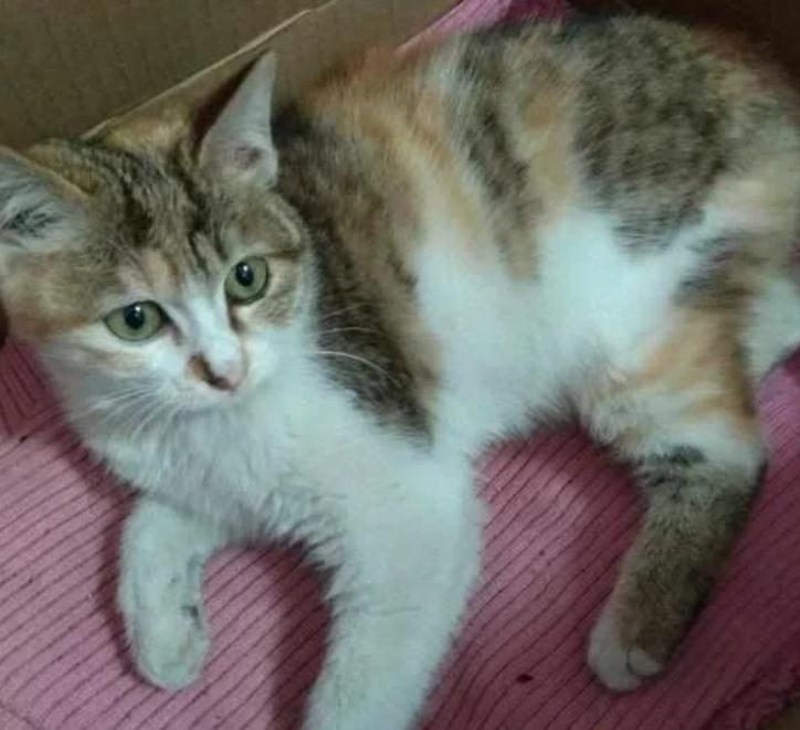 女儿捡回来一只三花猫，两天后被认出是麒麟尾猫，女子快要美翻了