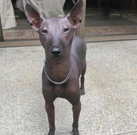 一只乌黑的无毛犬，被误认为是一件艺术品雕像，网友：傻傻分不清