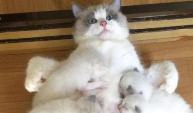 布偶猫一次生了19只，每次喂奶都是这个表情：这都是我的孩子？