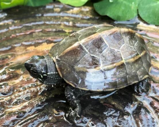 佛罗里达红肚龟吃什么,佛罗里达红肚龟多少钱一只,佛罗里达红肚龟好养