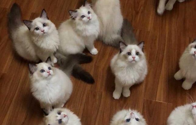 布偶猫一次生了19只，每次喂奶都是这个表情：这都是我的孩子？