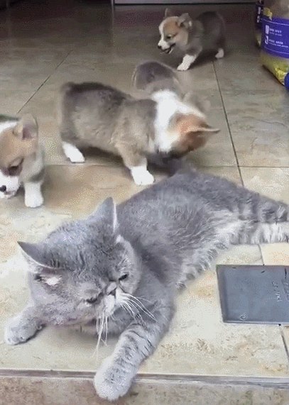 一群小柯基将蓝猫当玩具，喵：本喵是长辈，要忍着点