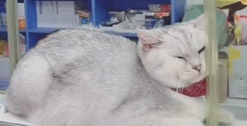 买完东西结账时,却只见猫咪在收银台,猫:除了吃,别的我不管! 买完东西结账时,却只见猫咪在收银台,猫:除了吃,别的我不管!