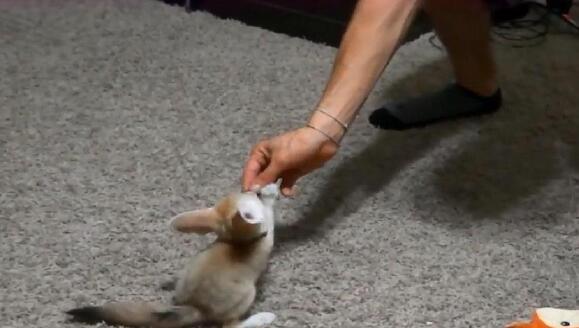 女子好心收养小奶猫，两月后画风突变，医生：这不是猫！ 