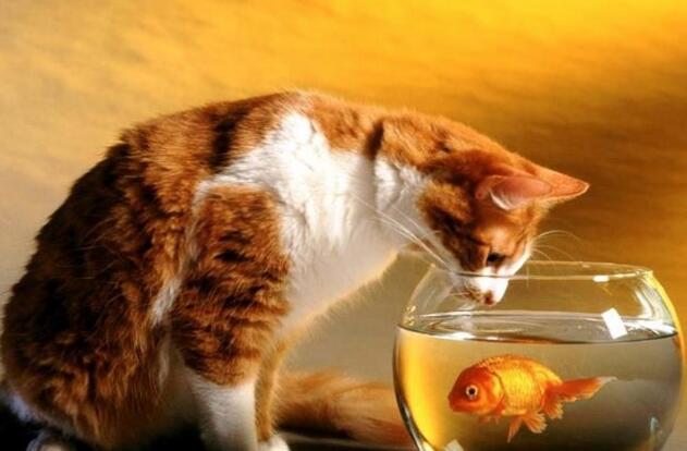 为了让猫咪开心,仓鼠金鱼都成了猫咪的玩具,这样真的适合吗 为了让猫咪开心,仓鼠金鱼都成了猫咪的玩具,这样真的适合吗