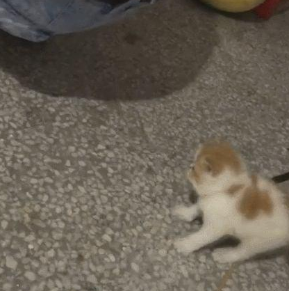 一个屁的威力!猫:来人护驾有人要毒死我!网友:一个有味的视频 一个屁的威力!猫:来人护驾有人要毒死我!网友:一个有味的视频
