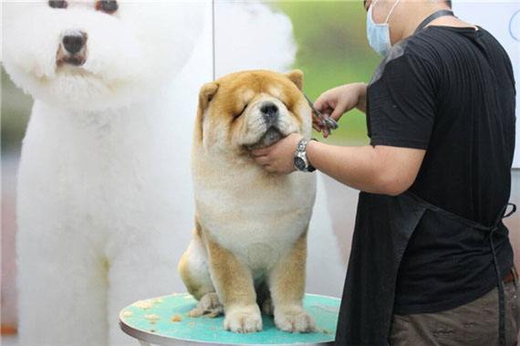 剪了新发型的松狮犬，就是一“盗版熊猫”