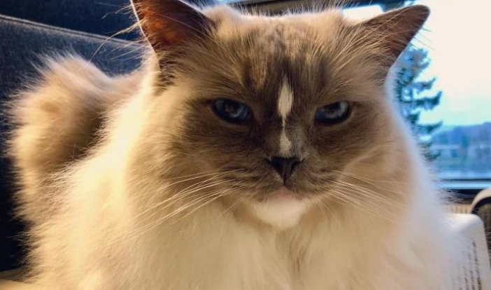 猫咪身上弱点多，既要避免也可以利用，想要将其驯服并不难