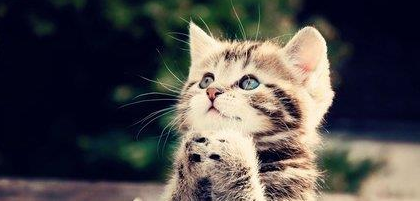 一只猫干翻7条比特犬，场面堪比武侠片！当事猫：不服来战！