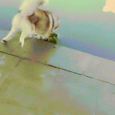 哈士奇玩水犯二,还喝了洗脚水,二哈:这水喝了有些上头! 哈士奇玩水犯二,还喝了洗脚水,二哈:这水喝了有些上头!