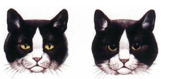 “猫咪眼睛能当手表用”，是谣言还是真的？！ 