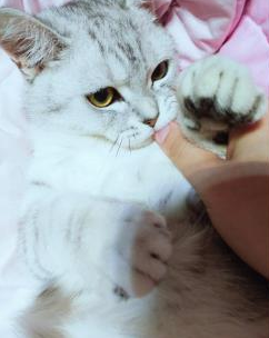 一只猫在家,你真的能放心?还是一只高冷到没人有的猫咪!
