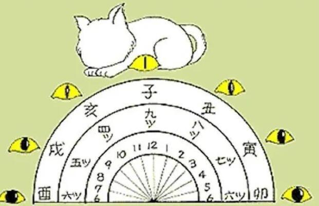 “猫咪眼睛能当手表用”，是谣言还是真的？！ 