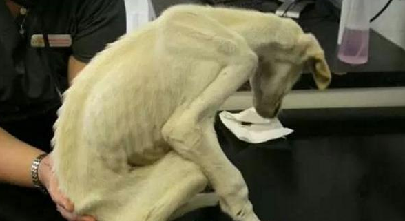枯瘦如柴的狗狗因太丑被嫌弃，两个月后成功让嫌弃它的人高攀不起