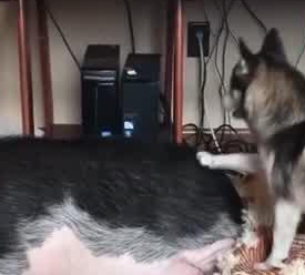 一头猪与5只狗一起生活，竟成功带跑偏，现在行为举止都很像狗！