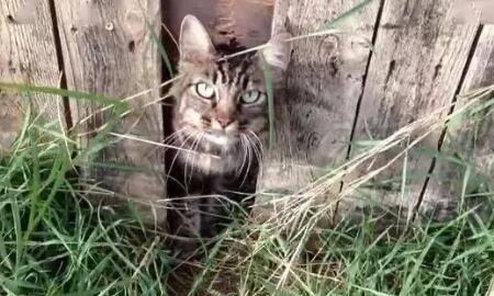 猫咪不幸走丢，一年后却奇迹般找了回家，猫：找你找得好辛苦啊！ 