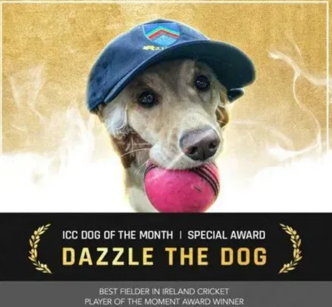 狗狗闯进板球比赛后,居然意外获封MVP! 狗狗闯进板球比赛后,居然意外获封MVP!