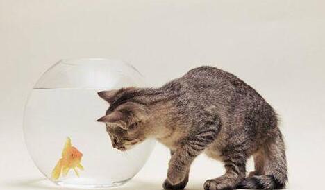 发现猫咪爬鱼缸, 宠主立马上前制止, 这货被捉后的眼神戏太足