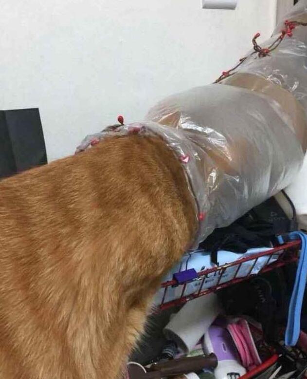为了防止猫咪中暑,主人想出这个小妙招,网友看后笑岔气了! 为了防止猫咪中暑,主人想出这个小妙招,网友看后笑岔气了!