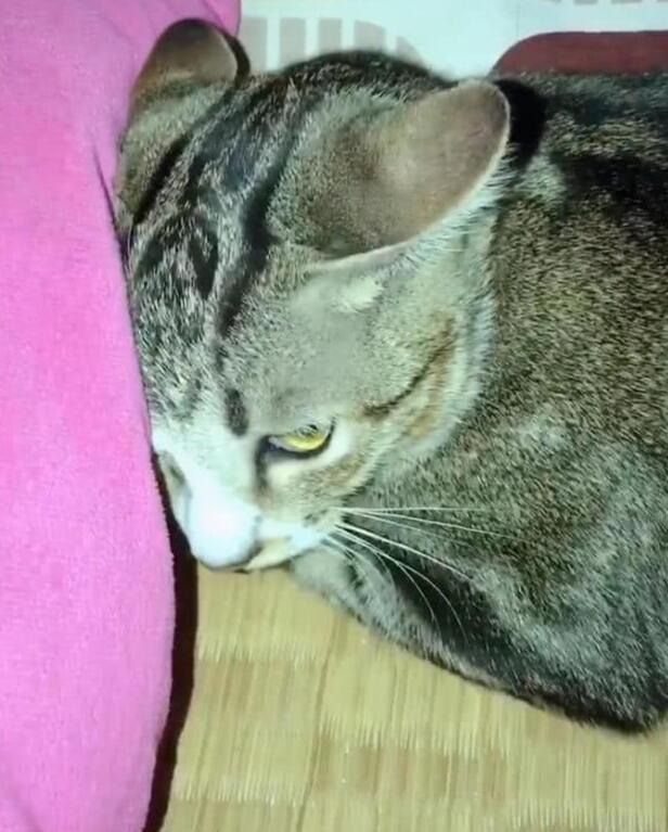 主人玩到半夜回家,猫的反应让他哭笑不得,喵:别碰我,生气着呢 主人玩到半夜回家,猫的反应让他哭笑不得,喵:别碰我,生气着呢