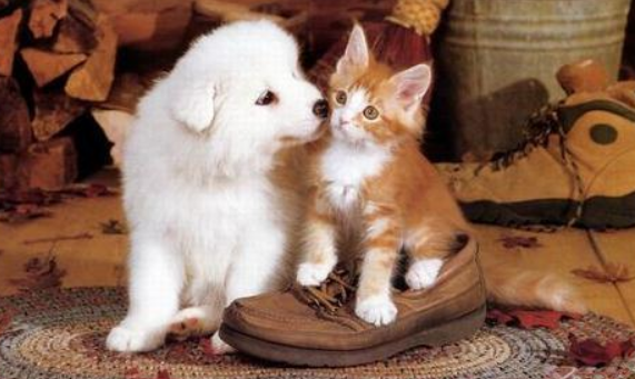 “猫狗双全”如何避免打架?我来告诉你答案! “猫狗双全”如何避免打架?我来告诉你答案!