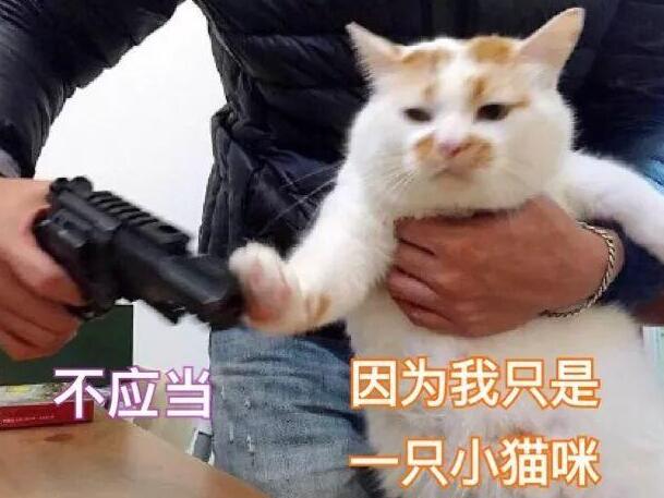 “遛猫半小时,我家猫吓死了!”猫咪应激反应,有多严重? “遛猫半小时,我家猫吓死了!”猫咪应激反应,有多严重?