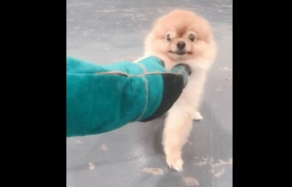 博美犬寄样乡下回来后：变得暴躁、咬人