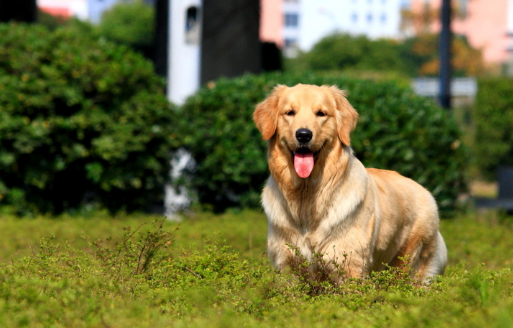 女子养了一条失明犬9年 却从来不知道狗看不见