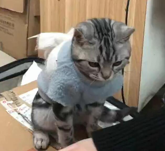 主人在家粘箱子,让猫咪咬断胶带,猫:我为这个家付出太多…… 主人在家粘箱子,让猫咪咬断胶带,猫:我为这个家付出太多……
