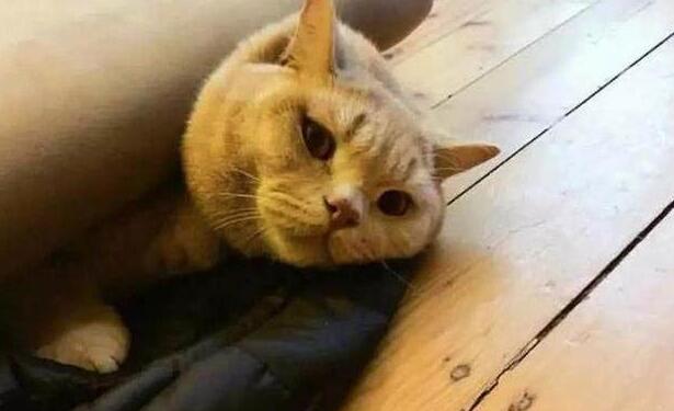 主人听到猫惨叫，冲过去一看瞬间乐了